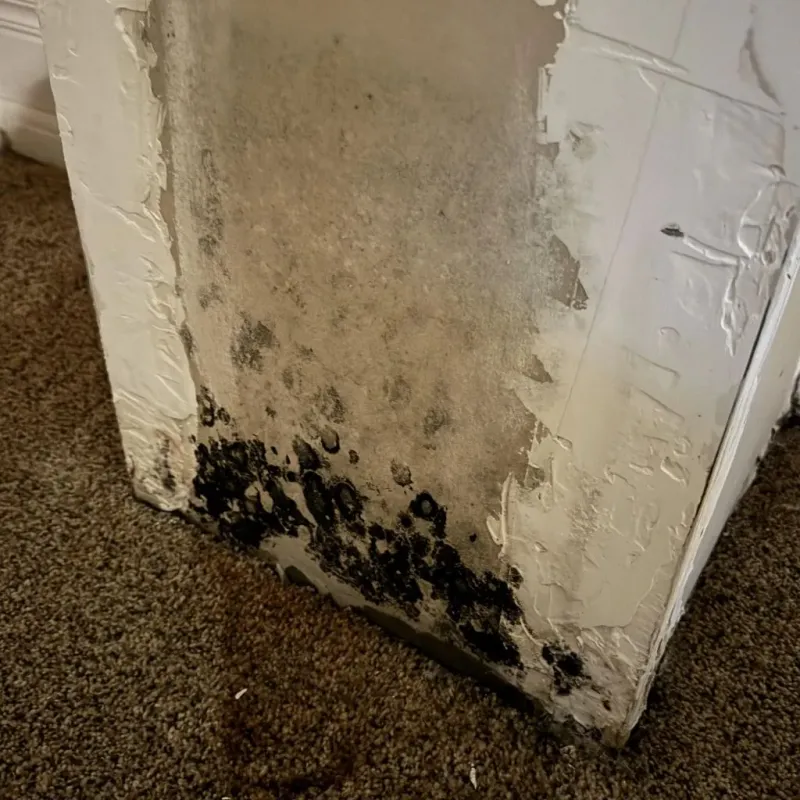 Professional Mold Removal in Carol Stream, IL